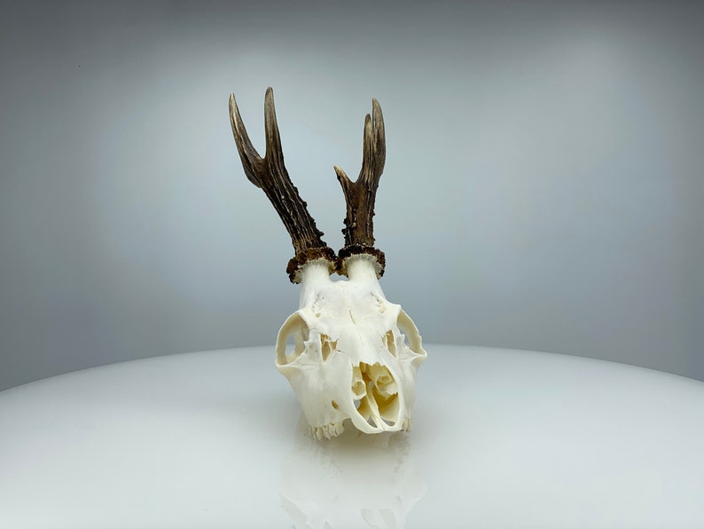 Roe deer skull whole and perfect condition skull.