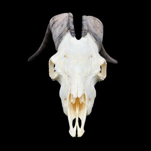 Echter Ziegen-Schädel mit dunklen Hörnern (Capra Hircus) perfekt sauberer Tierschädel, echter weißer Knochen, Veterinär, Tierknochen