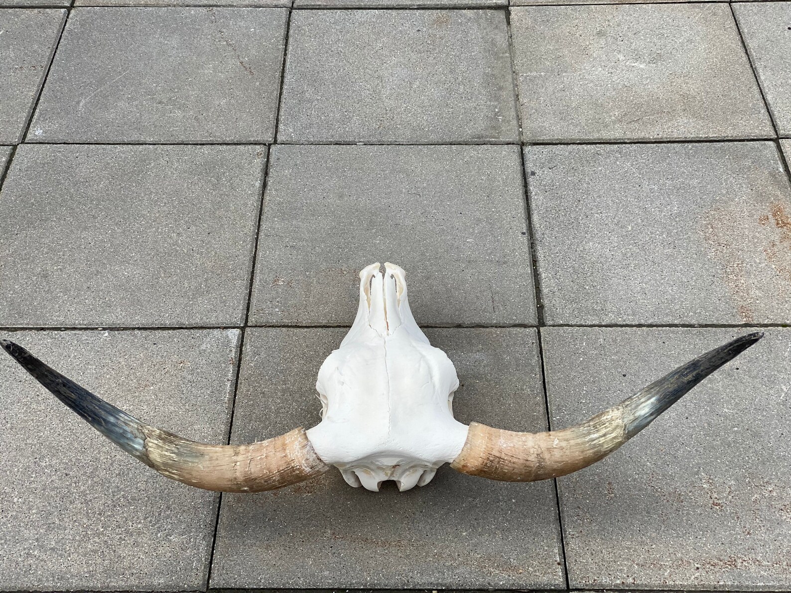 Highland cattle skull cow bull | Etsy