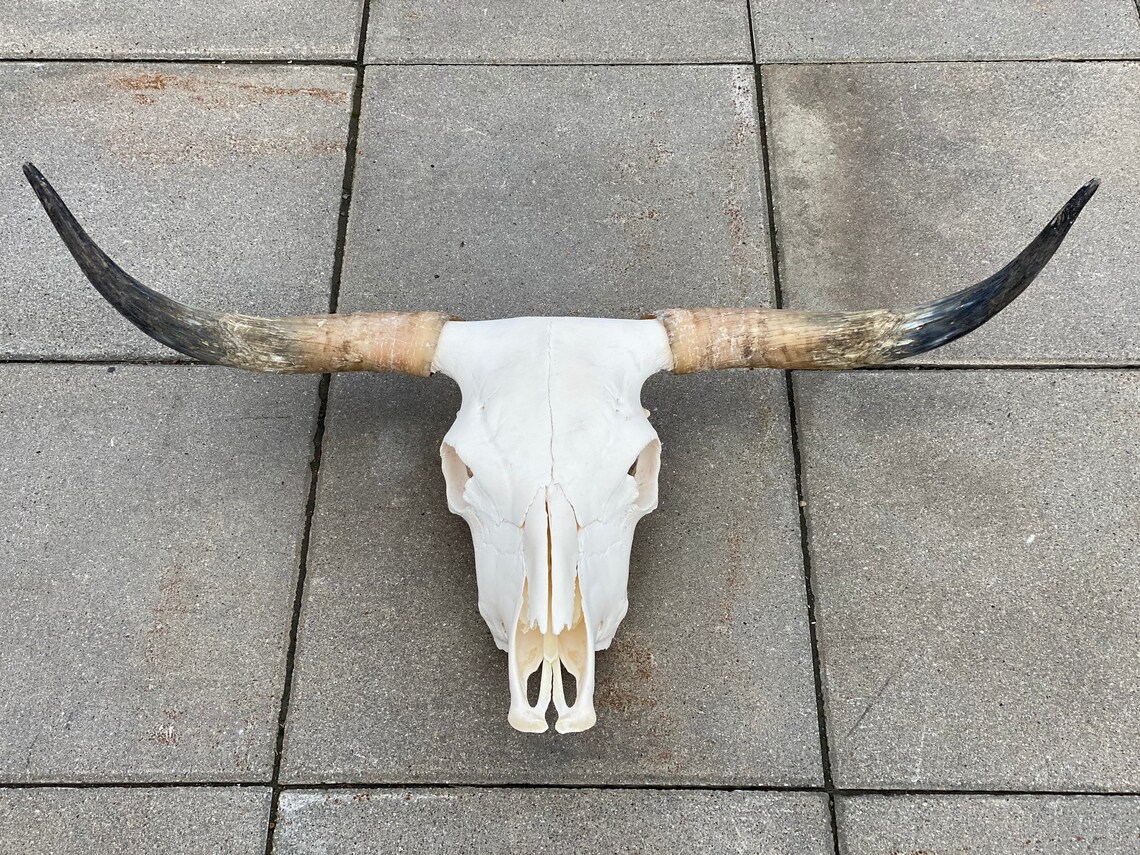 Highland cattle skull cow bull | Etsy