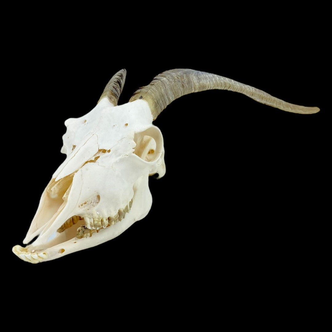 Real Goat Skull With Horns Animal Skull Capra Aegagrus Etsy