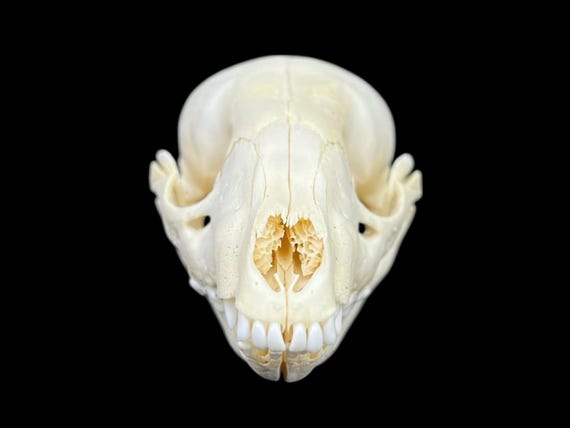 本物の若いアライグマの頭蓋骨（Procyon lotor）、専門家による洗浄