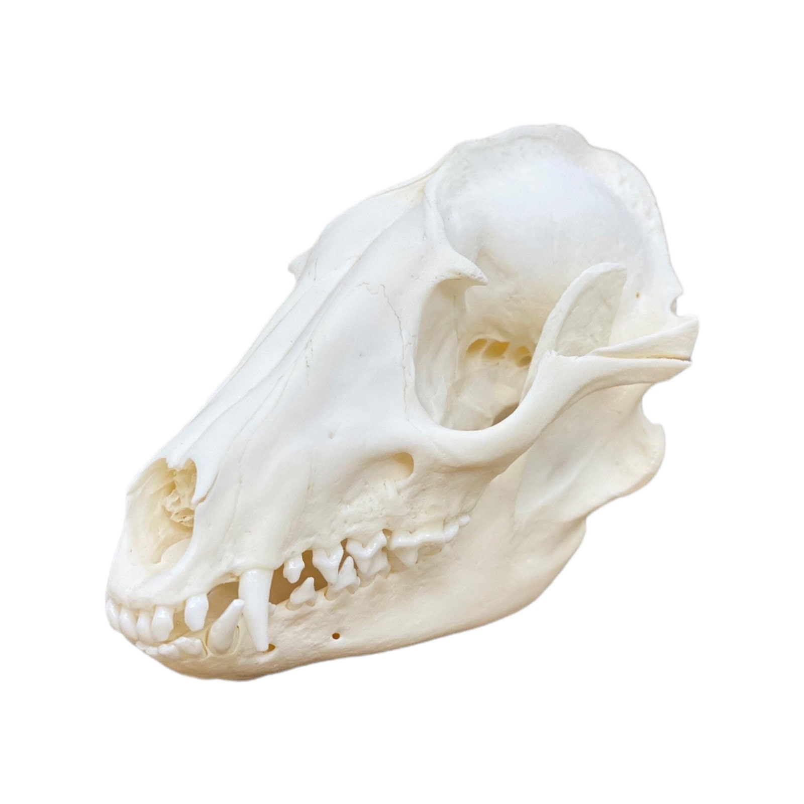TANAP. white rhino (PUP) 【Nukul氏タグ付き】 Real Tanuki / Japanese Raccoon Dog Skull (nyctereutes