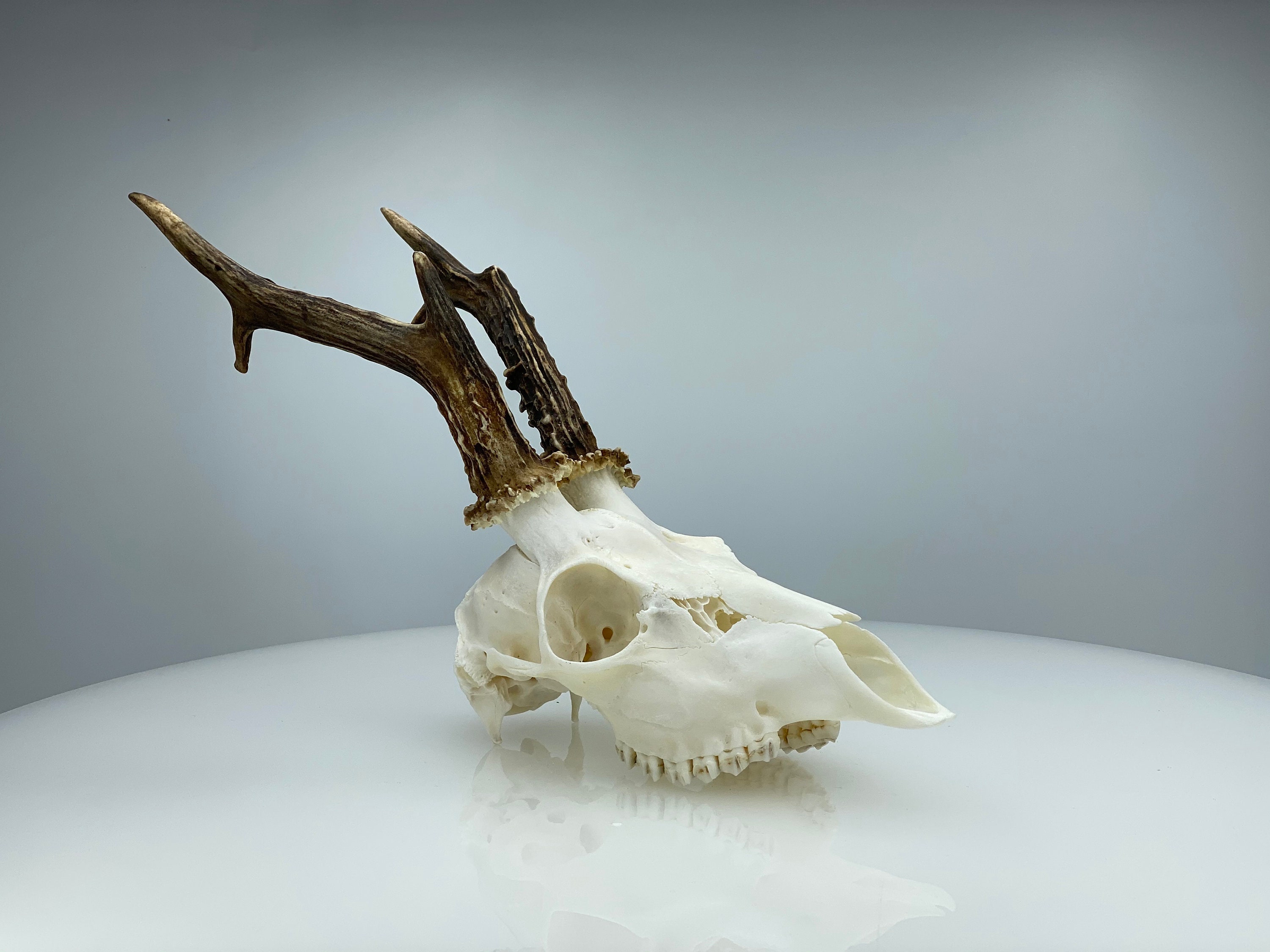 Roe deer skull whole and perfect condition skull.