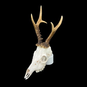 May include: A white deer skull with brown antlers mounted on a white base. The antlers are curved and have a natural, rough texture.