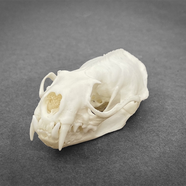 Real American Mink (Neovison vison), skull degreased and immaculately clean bone, white animal skull