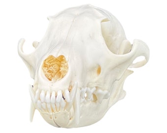 Prawdziwa czaszka lisa czerwonego (Vulpes vulpes), odtłuszczona i wybielona, sztuka kości, idealnie czysta czaszka zwierzęca