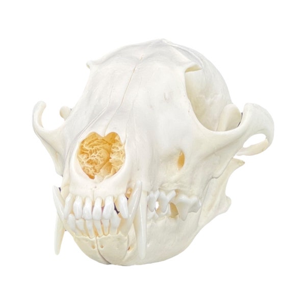 Real Red Fox Skull (Vulpes vulpes), degreased and whitened, bone art, perfectly clean animal skull