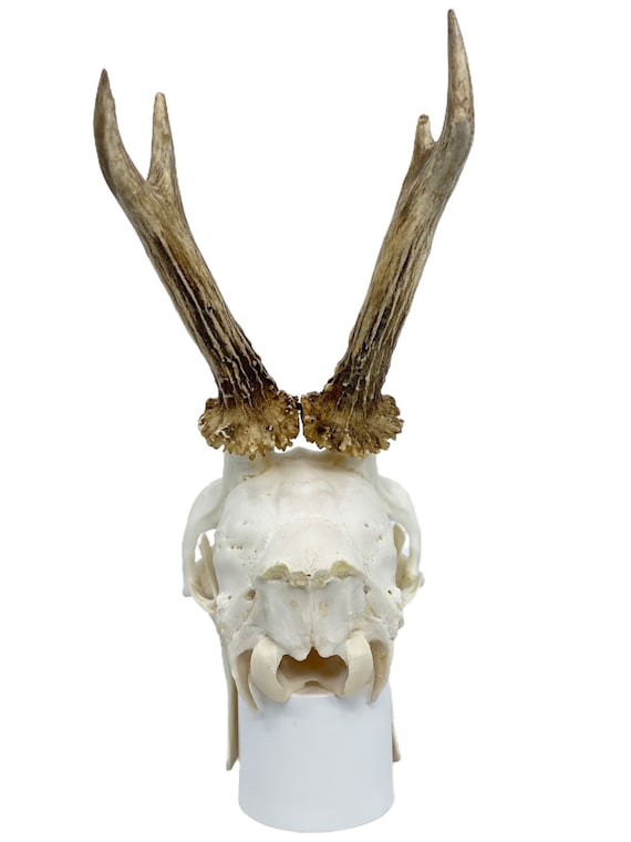 HOME WALL DECOR Antlers 21cm+ Roe Deer Antlers on Skull NATURAL Taxidermy 