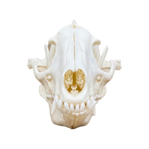 Real Tanuki / Japanese Raccoon Dog Skull (nyctereutes