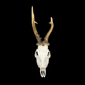 May include: A white deer skull with antlers. The antlers are a light brown color and are attached to the skull. The skull is isolated against a black background.