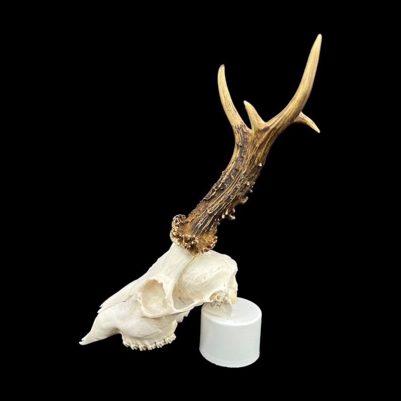 May include: A white deer skull with antlers mounted on a white pedestal. The antlers are brown and have a natural finish.