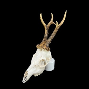 May include: A white deer skull with antlers mounted on a white base. The antlers are brown and have a textured surface.