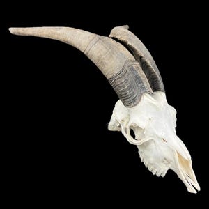 Echter großer Ziegen-Schädel, Capra Hircus, professionell gereinigt, Tierschädel-Dekor, Schädel mit Hörnern