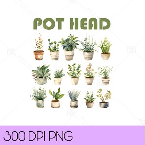 Pot head plant PNG