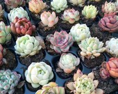 Lucky Bag - 10 Different Echeveria Randomly Korean Rare Succulent Plant 1 quot
