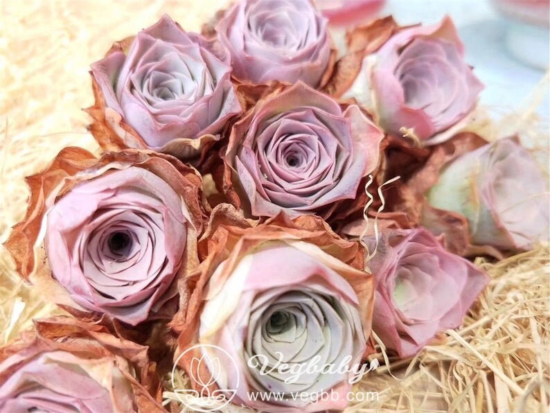 Greenovia Aurea Ex El Hierro Mountain Pink Rose Single Rare Etsy Singapore