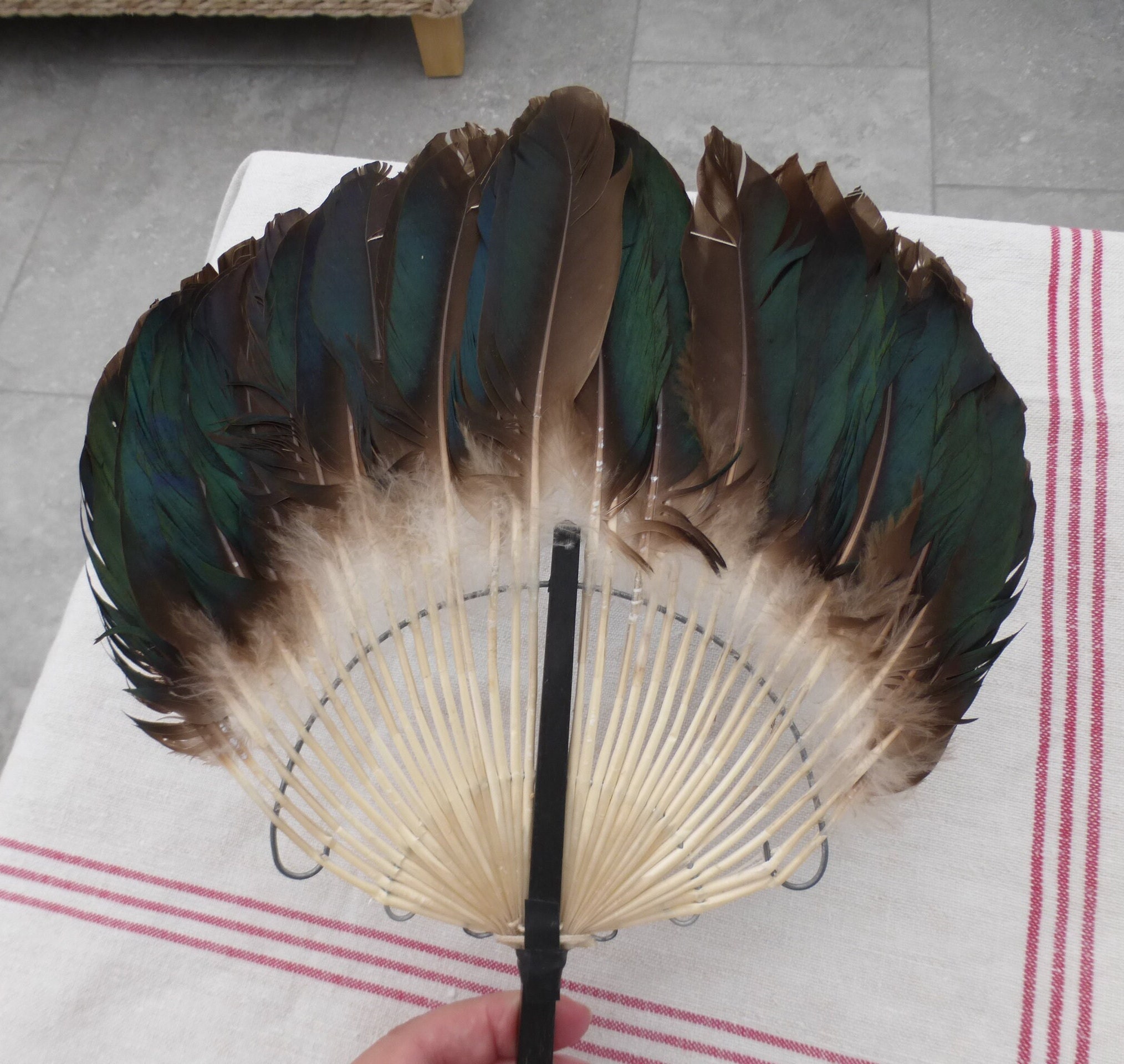 Antiques & Uncommon Treasure Antique French Hand Fan, 81 cm span, Black Ostrich Feather and Tortoise Shell Monture, Edwardian