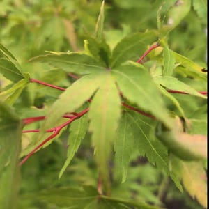 May include: Close-up of a Japanese maple tree with green leaves and red stems. The leaves have a star-like shape with pointed lobes. The background is blurred, creating a sense of depth.