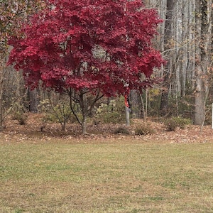 May include: A vibrant red Japanese maple tree stands out against a backdrop of autumn trees. The tree's leaves are a deep crimson, contrasting with the brown and green of the surrounding forest and grassy foreground.