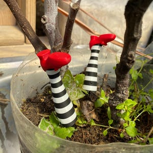 May include: Two red and white striped witch legs with red shoes sticking out of the soil in a potted plant.