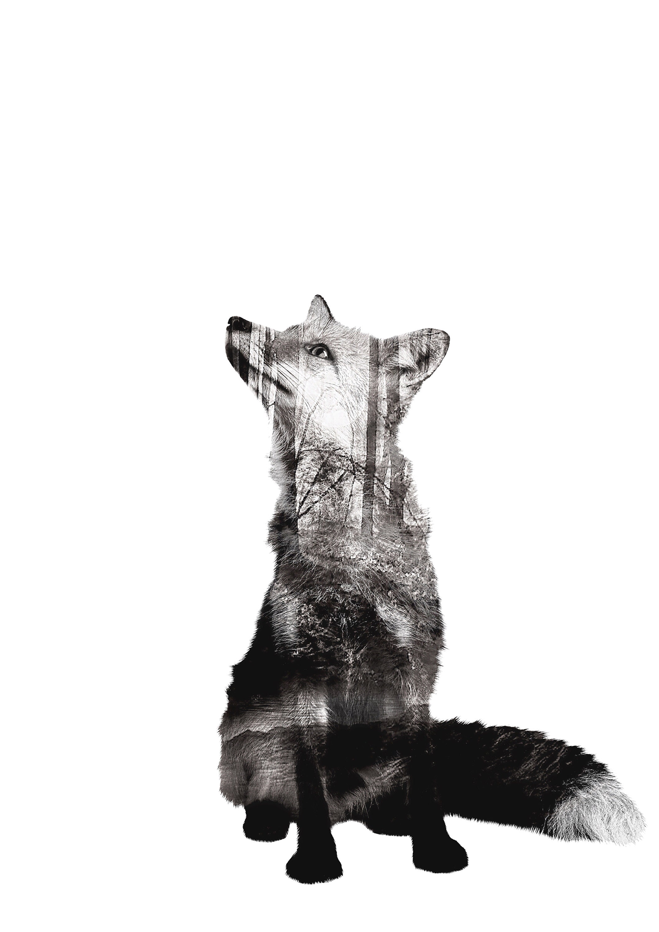 Fox and Forest Artwork Black and White Digital Artwork - Etsy