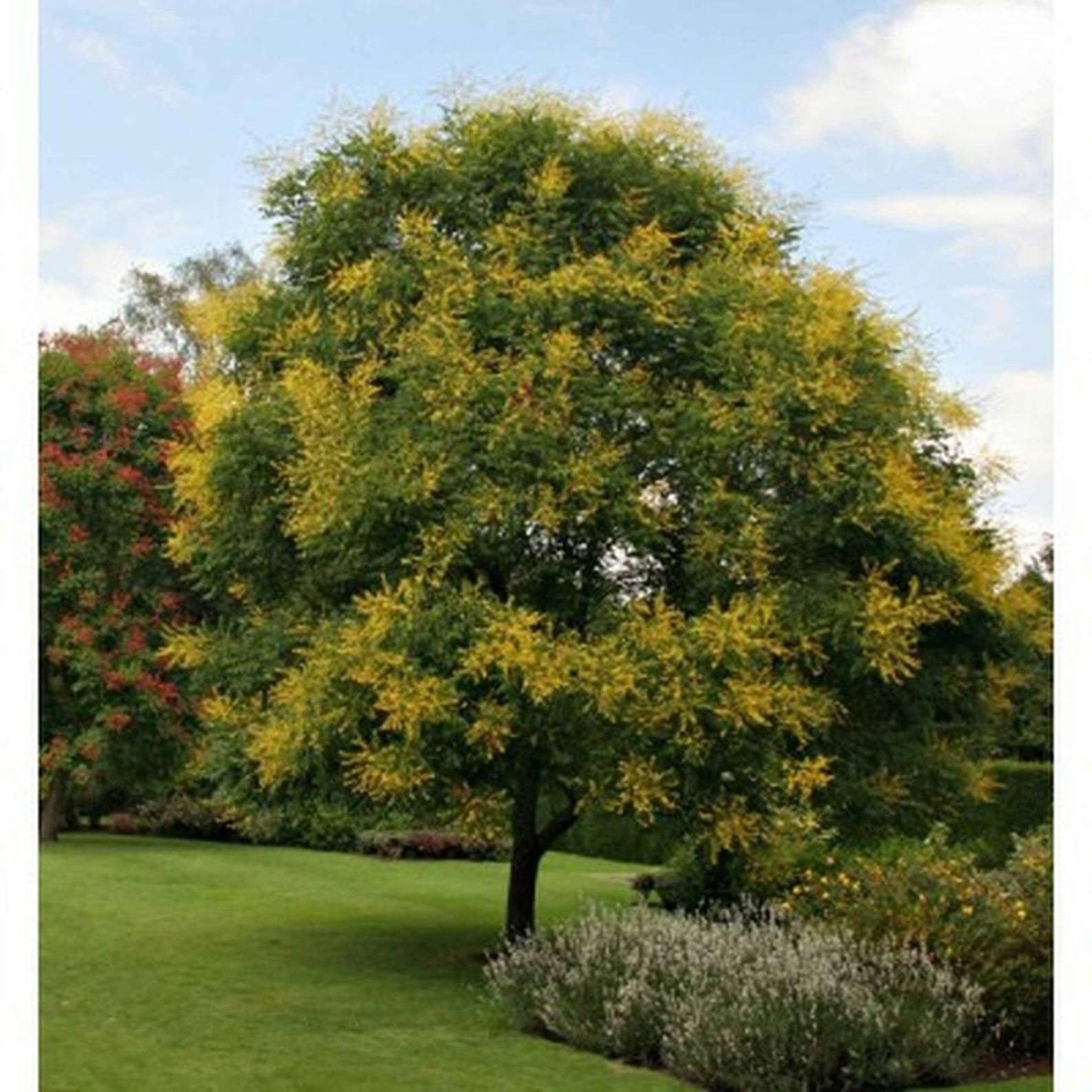 10 Golden Rain Tree Seedlings/ Starts fast growing Etsy