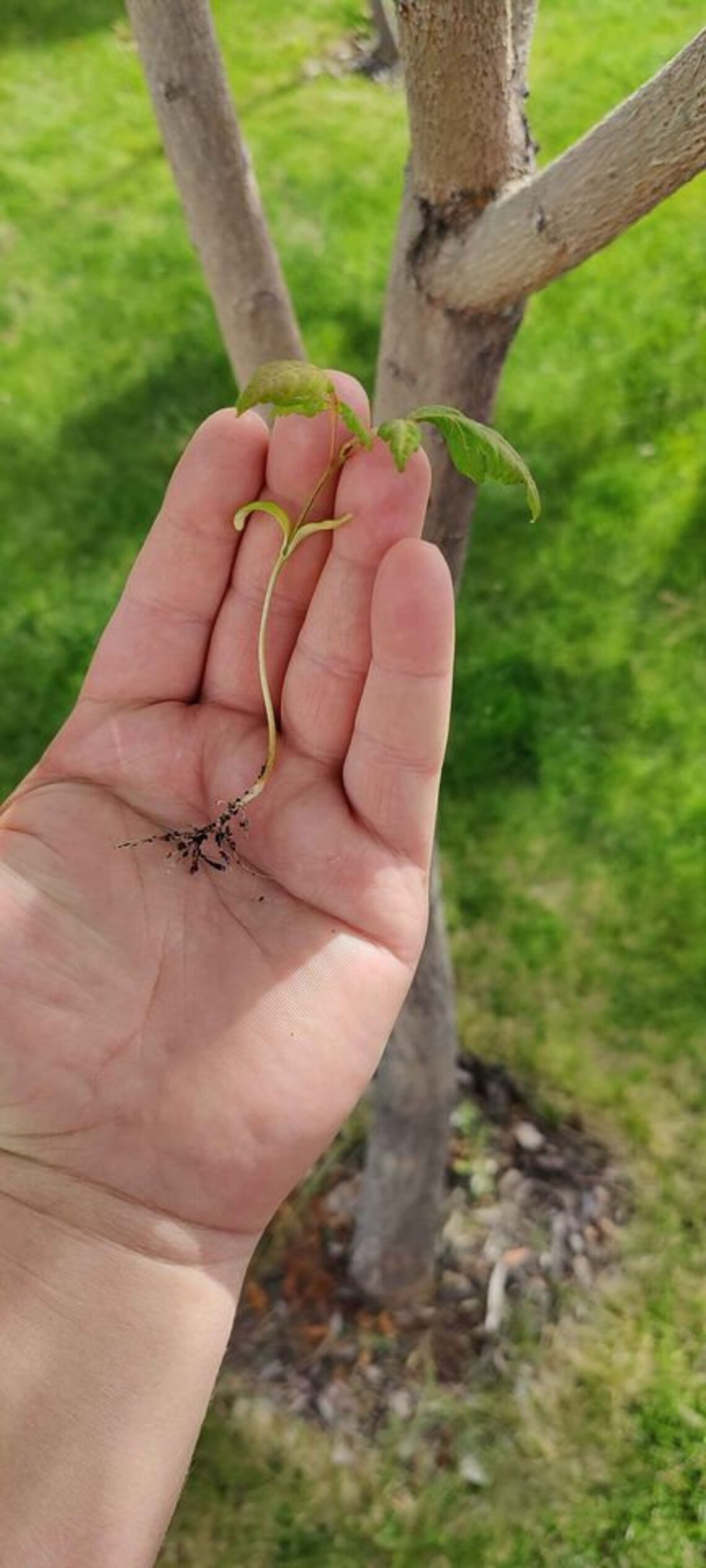 10 Golden Rain Tree Seedlings/ Starts fast growing Etsy