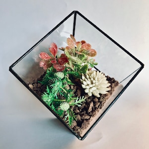 Glass cube terrarium, plants, succulents