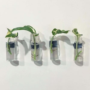  Window Propagation Stations (Set of 4), Easy to Install Plant  Propagation Tubes with Suction Cups - No Nails, Hanging Propagation  Station, Gifts for Plant Lovers