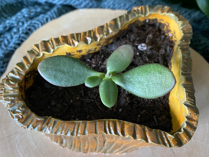 Moss Ceramic Planter