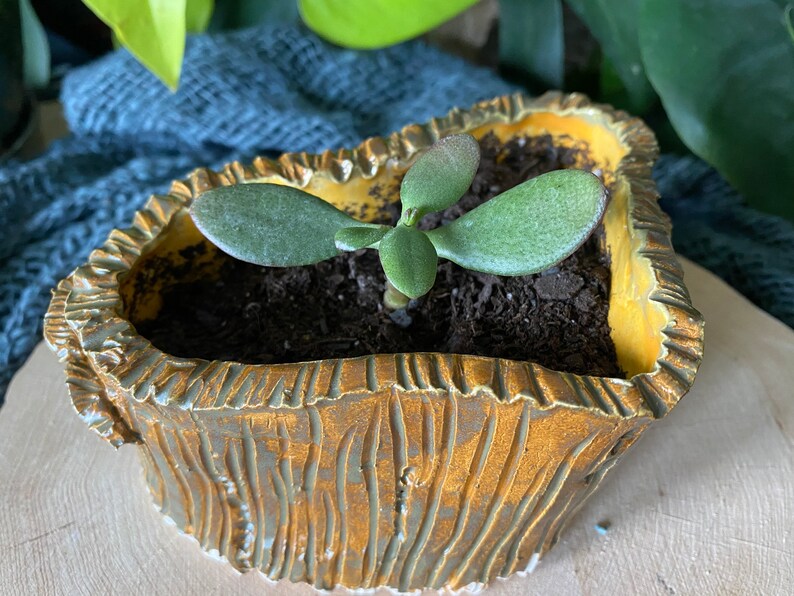 Moss Ceramic Planter