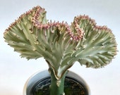 Beautiful Euphorbia lactea Cristata, Live rooted Blue Coral Cactus, Limited Quantity Coral Cactus