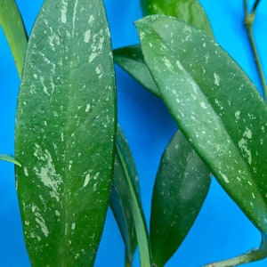 2 Hoya Pubicalyx Plant Cutting, Live plant cuttings, Rare Plant, Hoya plant, Exotic Hoya Pubicalyx Cuttings (x2), No Roots