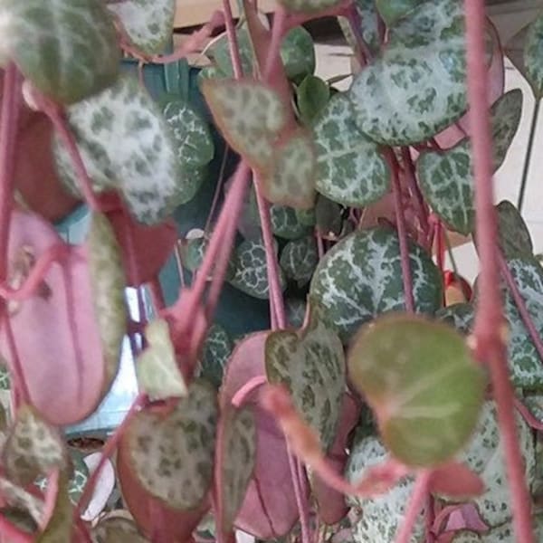 Planta rara de cadena de corazones de color púrpura, 3 esquejes sin raíz, Ceropegia Woodii no abigarrada, pero la mayoría con un raro dorso de color púrpura rosado, colores raros.