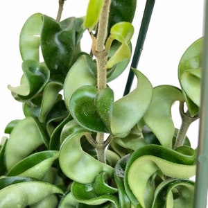 One Hoya Hindu Rope Plant cutting, Unrooted- each cutting 3 inches Long, Exotic Hoya Hindu Rope Plant cutting (x1)