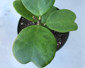 Hoya Kerrii Plant, Variegated or non variegated 4 inch fully rooted - Sweetheart Hoya - Lucky Heart plant - Heart Shaped plant Valentine