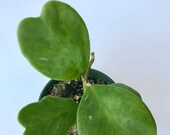 Hoya Kerrii Plant, 4 inch fully rooted - Sweetheart Hoya - Lucky Heart plant - Heart Shaped plant - Exotic Plant, Valentine