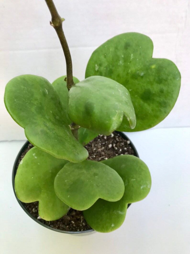 Hoya Kerrii Plant Large 6 inch fully rooted Sweetheart