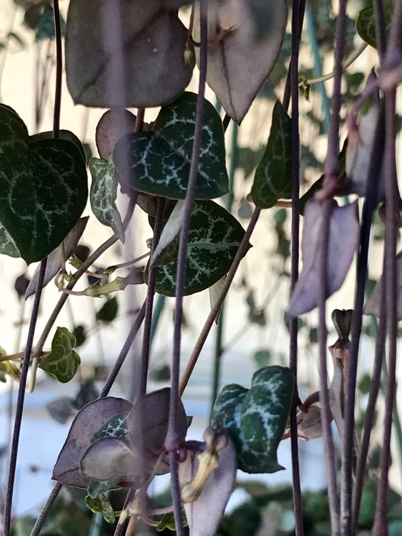 Rare Purple String of Hearts Plant 3 Cuttings No Root Non Etsy