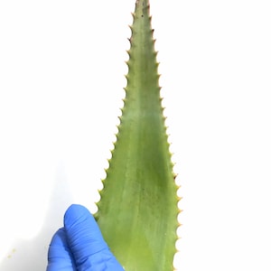 Live Aloe Vera plant cutting, 100% Natural cutting, Two Live Aloe Vera  Leaf Cuttings, Not Rooted, Organic Aloe Vera plant Cutting, Natural