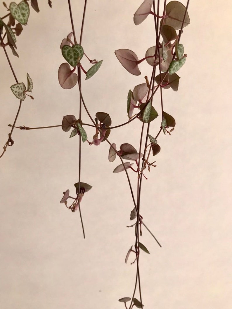 Rare Purple String of Hearts Plant 3 Cuttings No Root Non Etsy