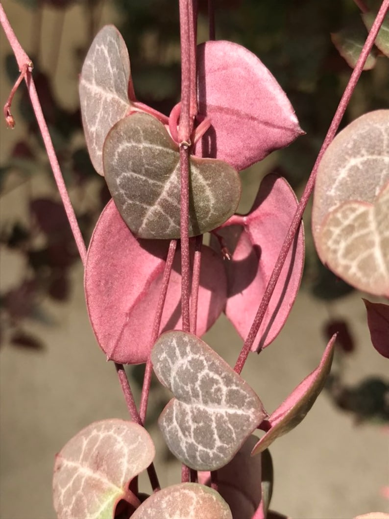 Rare Purple String of Hearts Plant 3 Cuttings No Root Non Etsy