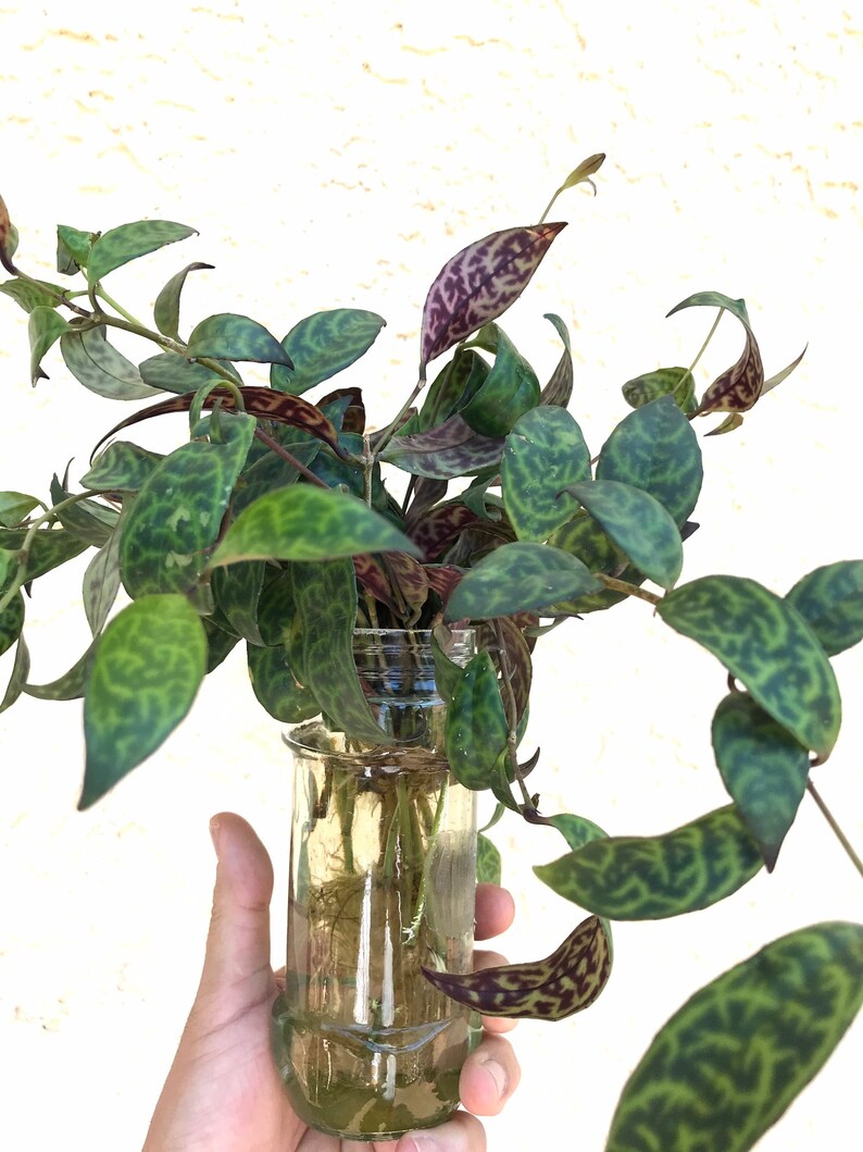 Black Pagoda Lipstick plant cuttings 2 Aeschynanthus Etsy