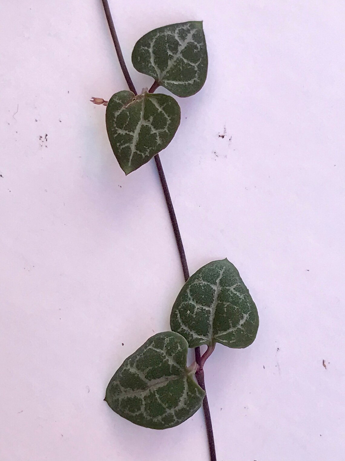 Rare purple String of Hearts Plant 3 cuttings no root Non Etsy