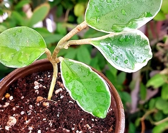 Hoya Tricolor Carnosa Krimson Queen Live Houseplant with 4", Sold as is, Rooted Variegated Hoya Krimson Queen, Tricolor Hoya