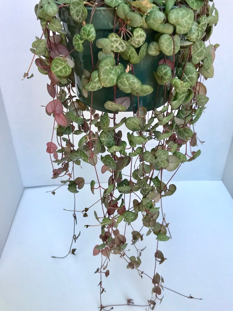 Beautiful String of Hearts Plant Full grown 6 inch pot Etsy
