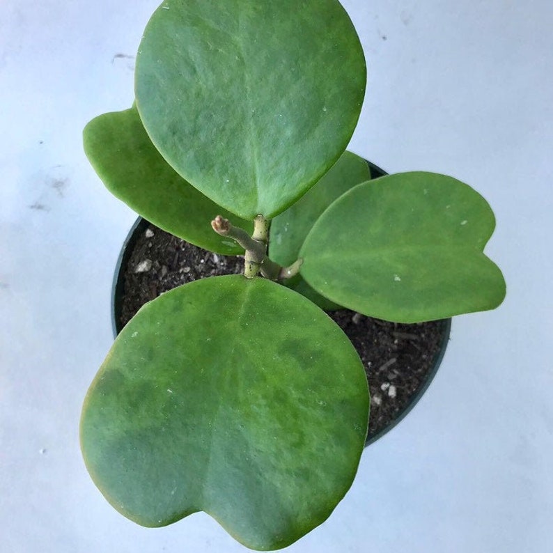 Sweetheart Hoya Variegated or Non-Variegated 4 inch fully rooted Hoya Kerrii Plant Plant Gift Heart Shaped plant Lucky Heart plant