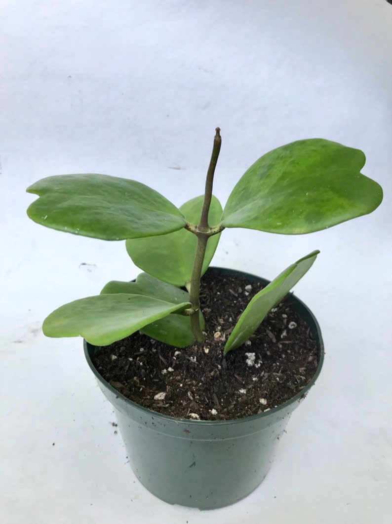 Sweetheart Hoya Variegated or Non-Variegated 4 inch fully rooted Hoya Kerrii Plant Plant Gift Heart Shaped plant Lucky Heart plant