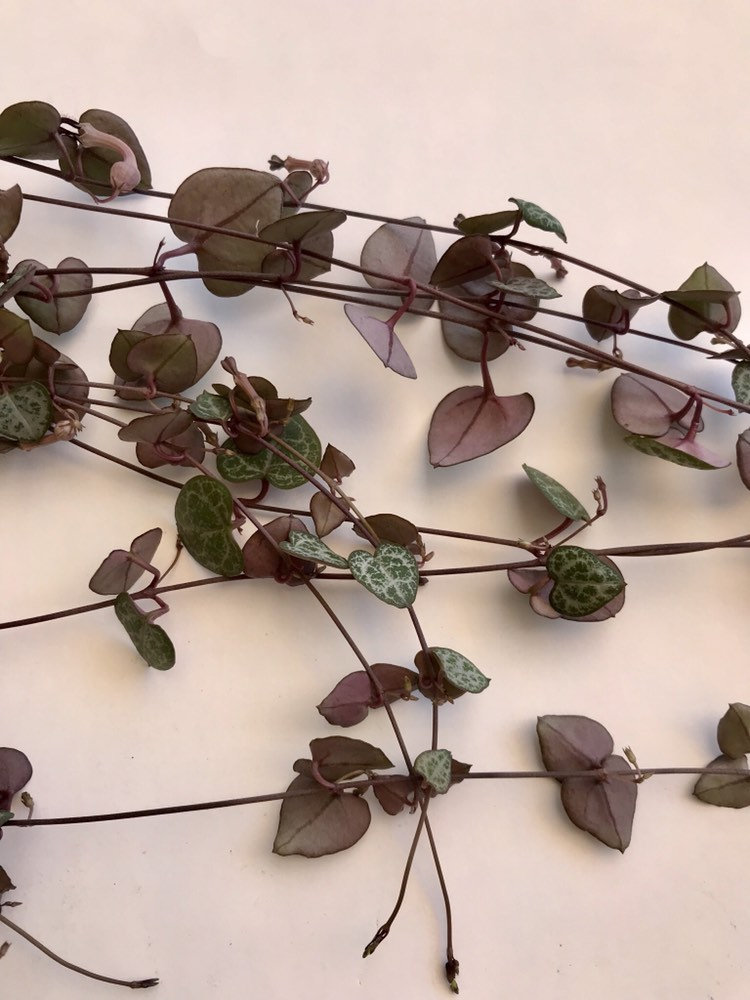 Rare purple String of Hearts Plant 3 cuttings no root Non Etsy
